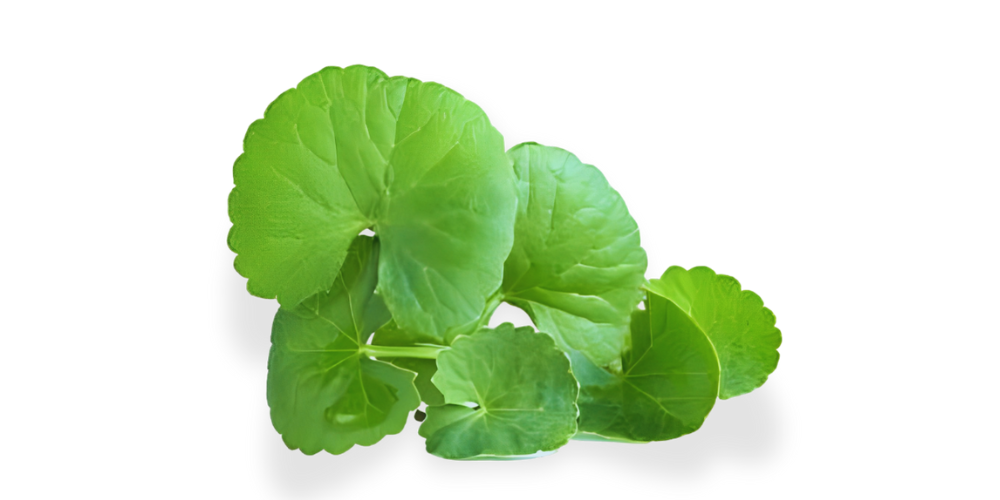 Centella Asiatica